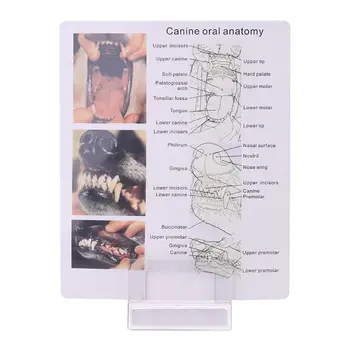 Skaidrus Šunų Dantų, Žandikaulio Danties Modelis Anatomijos Mokymo Demonstravimo Veterinarijos Dentition Šunų